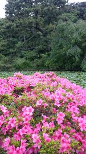 sankeien garden azaleas