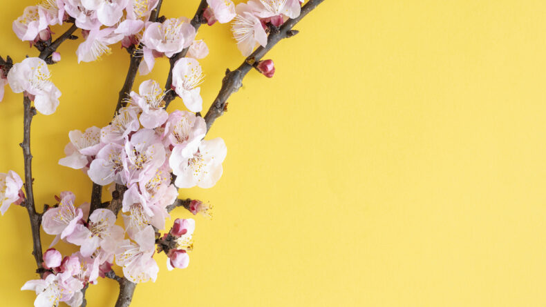 All You Need to Know About Japanese Cherry Blossoms