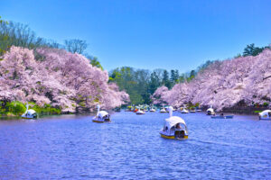 Tokyo's Top Family-Friendly Hanami Spots