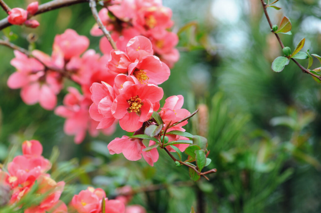 Beyond Sakura: Exploring Japan’s Other Spring Flowers
