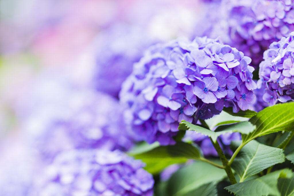 Sunny Blooms: Discovering Japan’s Summertime Flowers 