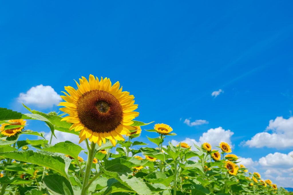 Sunny Blooms: Discovering Japan’s Summertime Flowers 