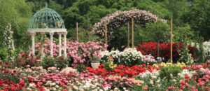 Keisei Rose Garden