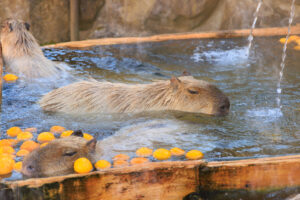 From Baths to Tea: 5 Ways to Use Yuzu to Survive Winter in Japan