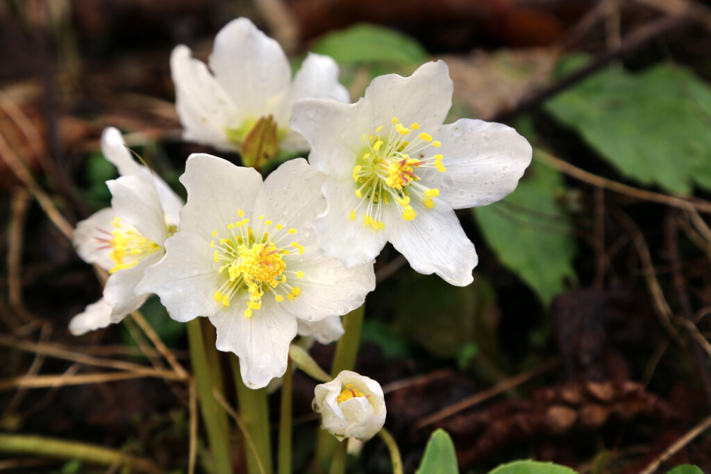 Frosty Petals: Introducing Five Japanese Winter Flowers