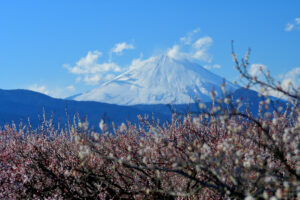 Ume: Japan's Most Beautiful Early Spring Blossoms