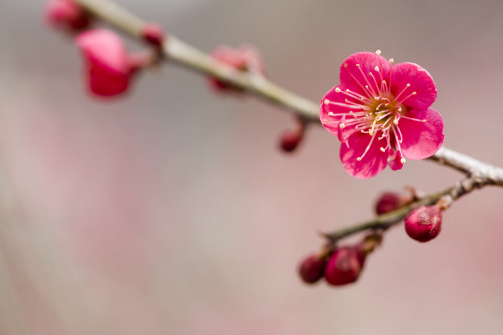 Ume: Japan's Most Beautiful Early Spring Blossoms