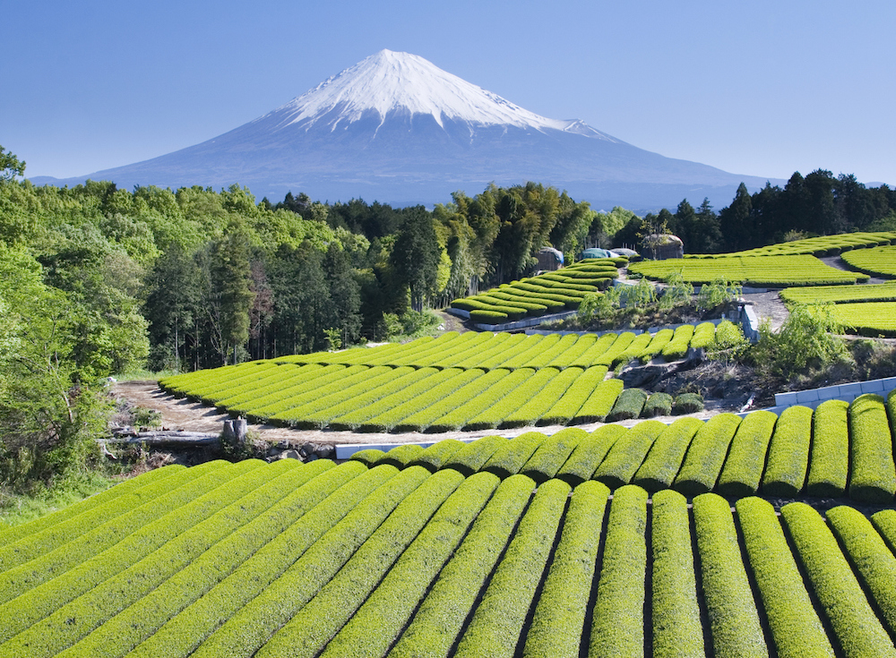 Shin-Cha: How to Enjoy the Freshest Japanese Tea