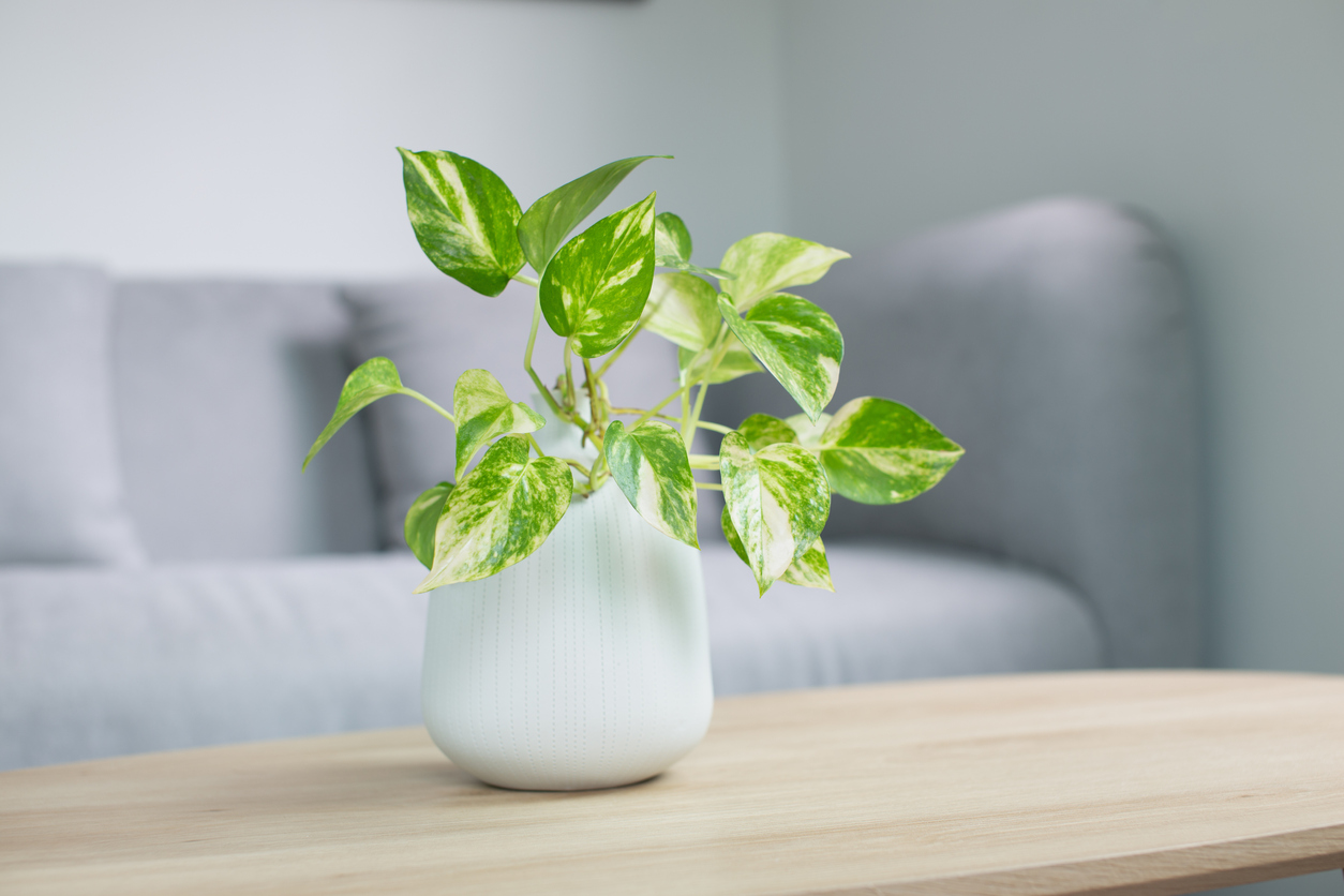 20 Best Air Purifying Plants - Top Houseplants to Purify Air