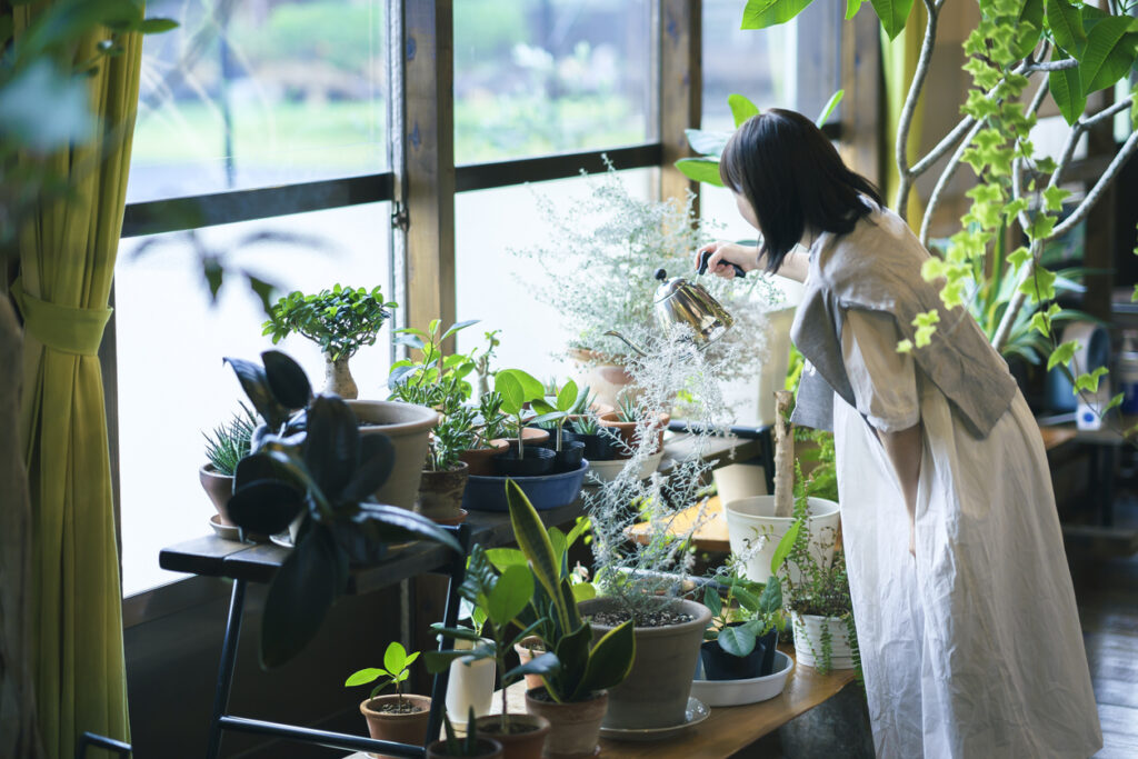 Interior Green: The Best Indoor Plants for Your Japanese Apartment