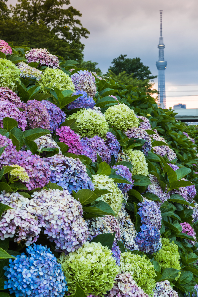 5 Glorious Hydrangea-Viewing Spots in Tokyo