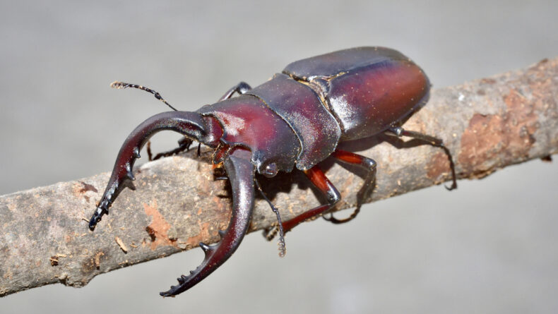 Sawtooth stag beetle (Prosopocoilus inclinatus) - Savvy Tokyo