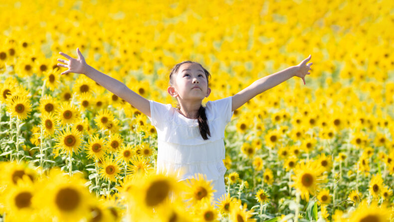 Sunflower Season: 5 Splendid Himawari Gardens in the Tokyo Area