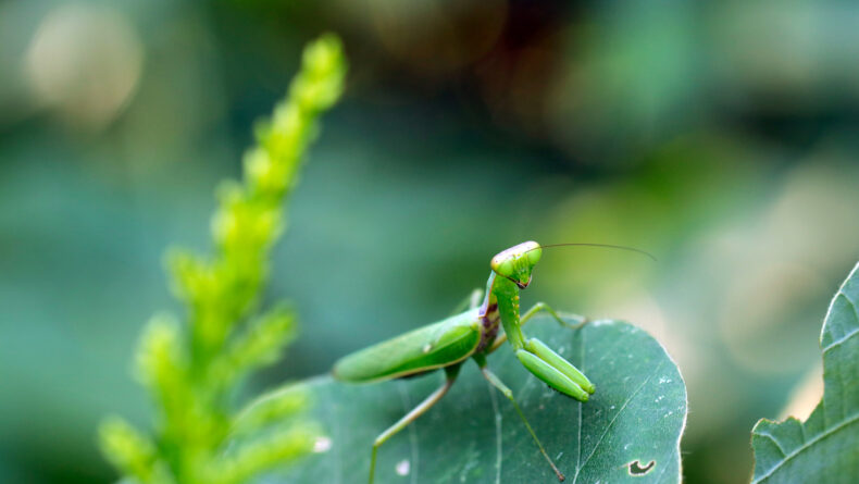 Aiming for prey on leguminous leaves Harabiro kamakiri (Hierodula ...