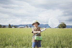 Bug-Catching in Japan: A Simple Summer Pleasure