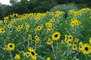 Showa Memorial Park