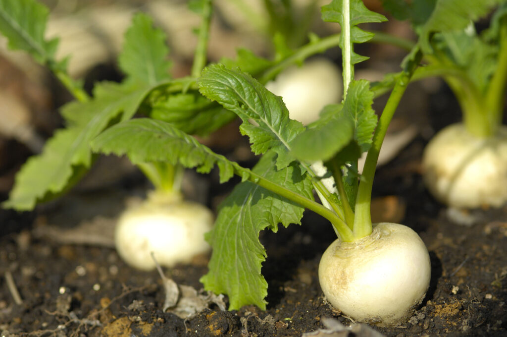 5 Japanese Vegetables to Grow on Your Balcony