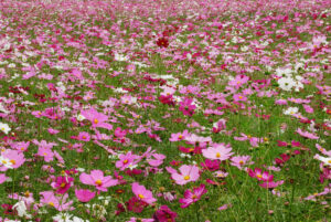 5 Must-Visit Cosmos Gardens in Tokyo