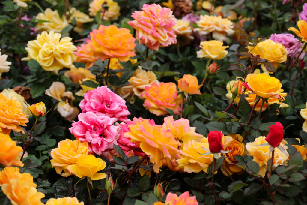 Tokyo Roses: A History & Growing Guide
