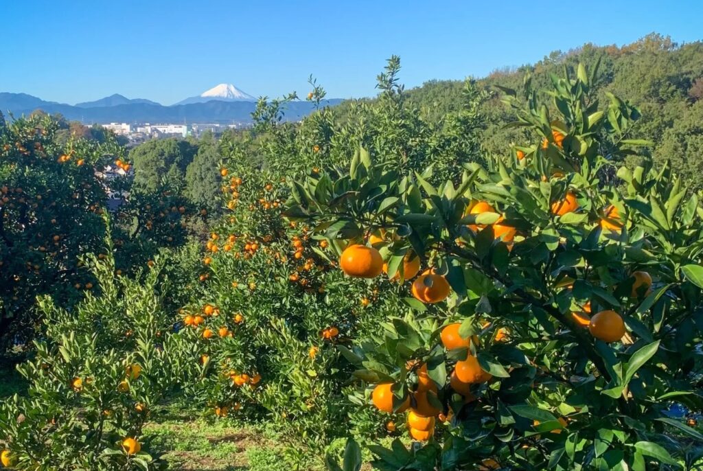Kobayashi Farm: Tokyo Fruit Picking