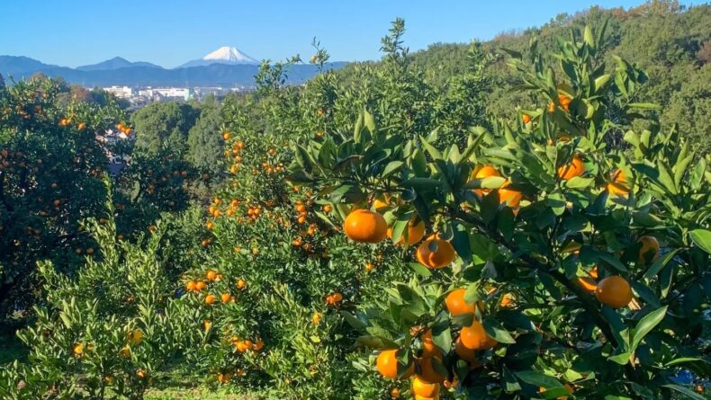 Kobayashi Farm - Savvy Tokyo