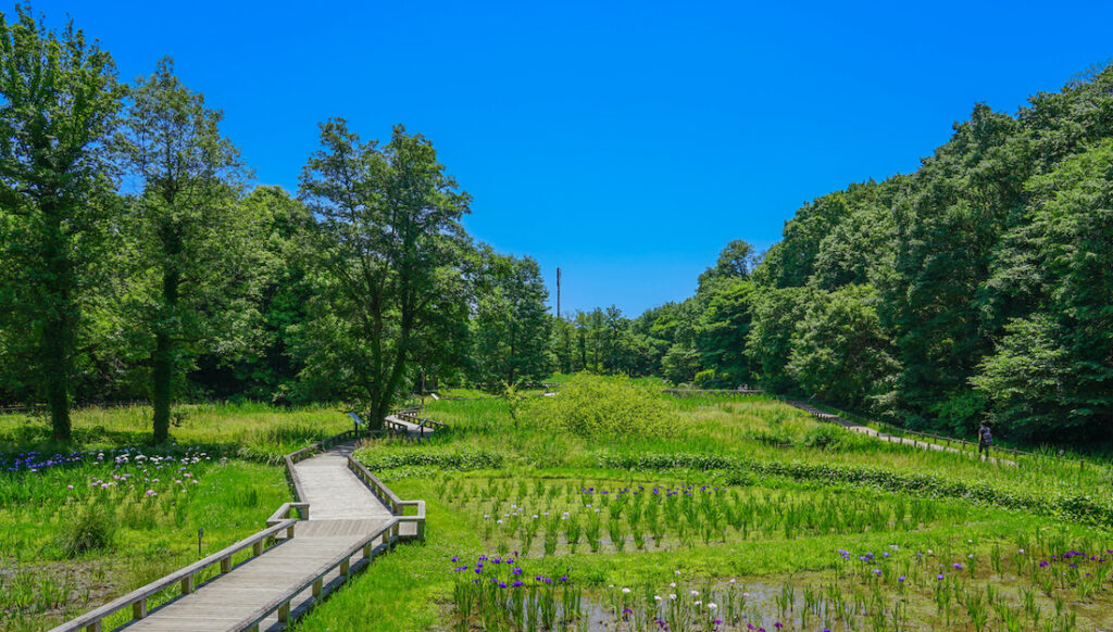 Jindai Botanical Garden: Ghibli-Inspired Date