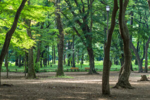 Inokashira park: Ghibli-Inspired Date