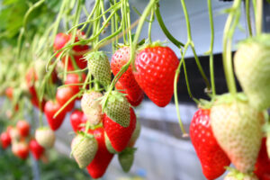 Tokyo’s Best Fruit Picking Spots