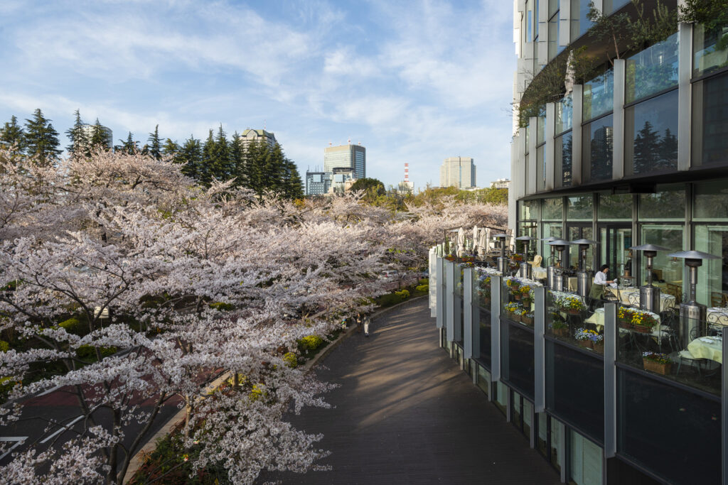 Tokyo Midtown Cherry Blossom