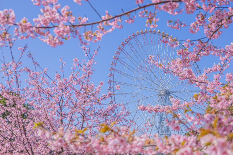 Sakura cherry blossoms Savvy Tokyo