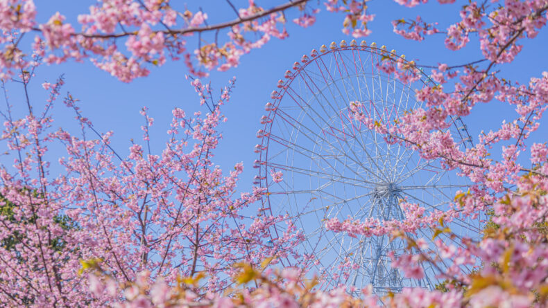 Tokyo Cherry Blossom Viewing: The Most Beautiful Spots for 2024