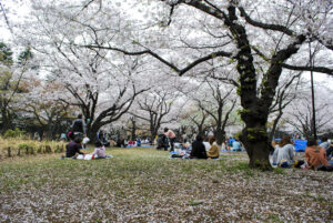 Hanami Cherry Blossom Spot in Yoyogi Park, Tokyo, Japan