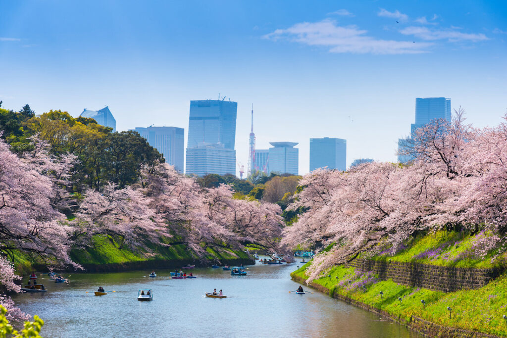 Chidorigafuchi park in Tokyo during sakura cherry blossom full bloom season in Tokyo Japan. 