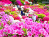 10 Japanese Azalea Gardens In and Around Tokyo 2024