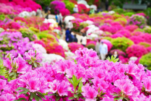 10 Japanese Azalea Gardens In and Around Tokyo 2024