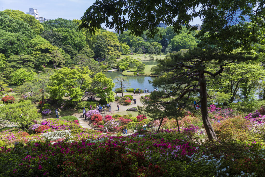 Rikugien Japanese Azalea Gardens Tokyo