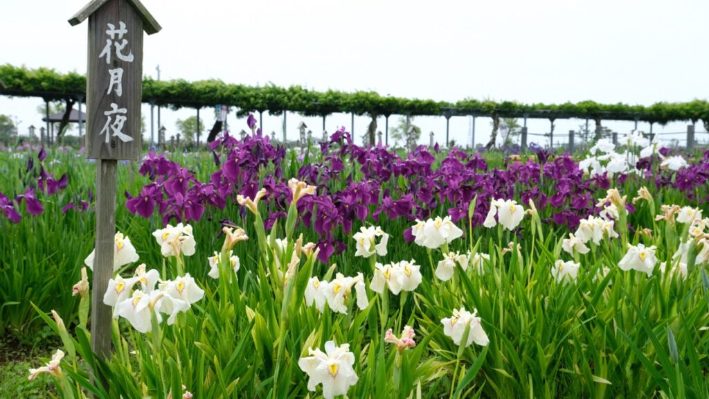 Suigo Sawara Ayame Park 10 Japanese Iris Gardens In and Around Tokyo