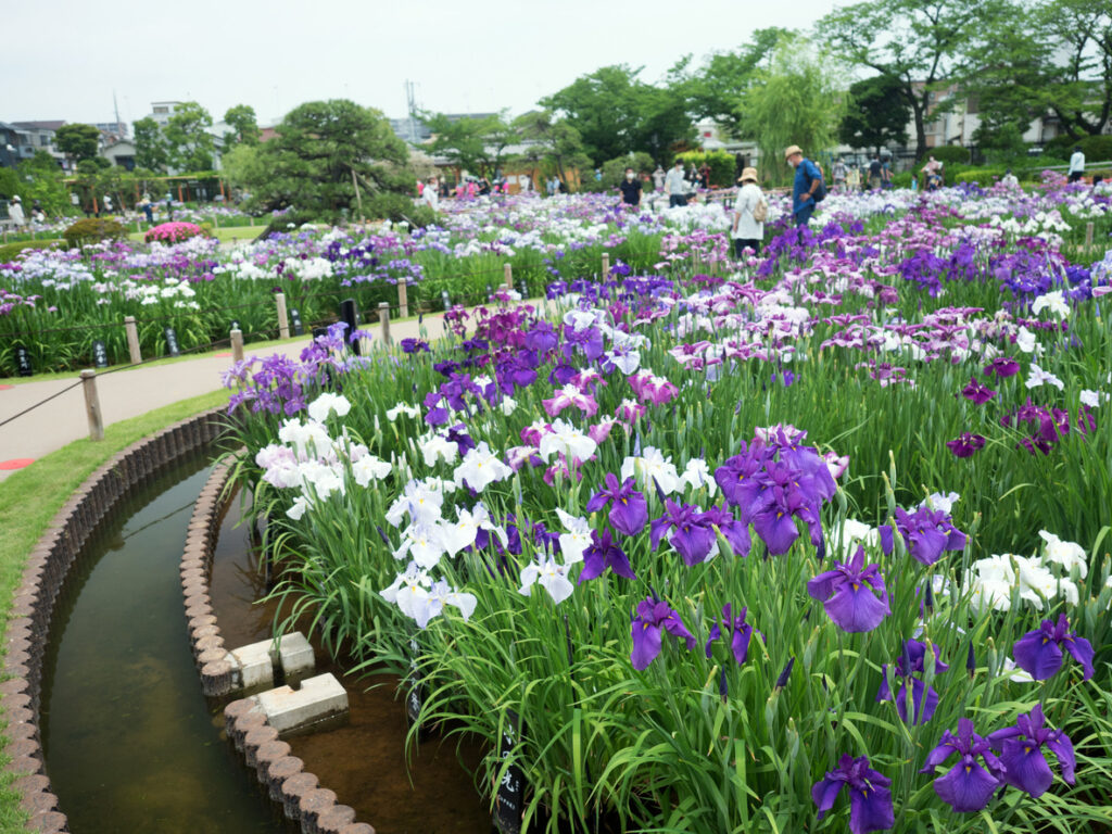 Horikiri Iris Garden 10 Japanese Iris Gardens In and Around Tokyo