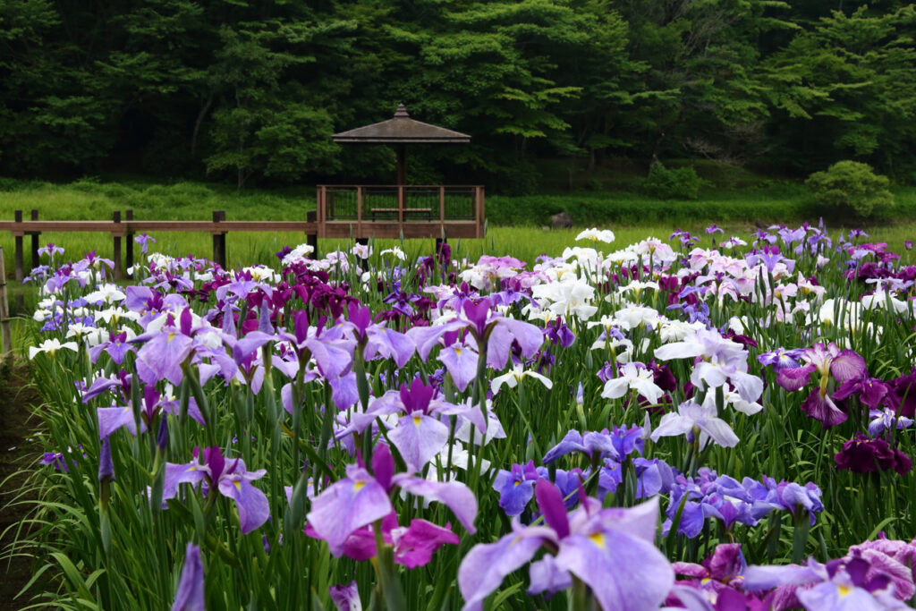 Kitayama Park 10 Japanese Iris Gardens In and Around Tokyo