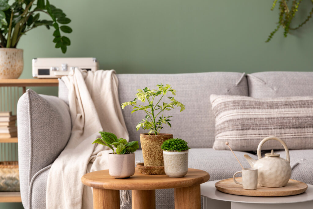 Plants Freshen Up Your Home