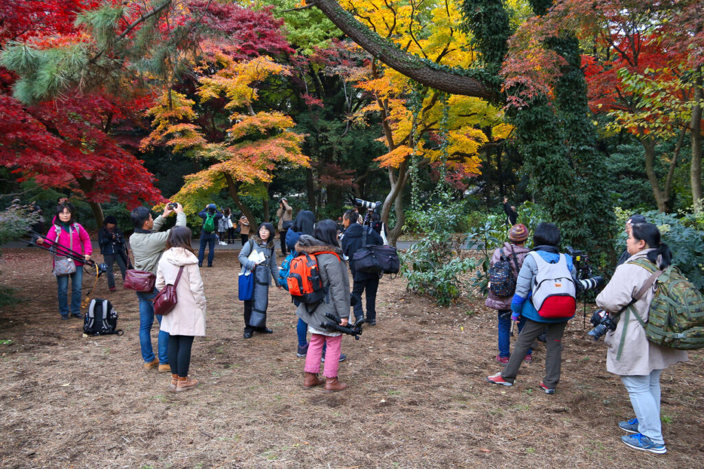 Shinjuku Gyoen Autumn Foliage Tokyo