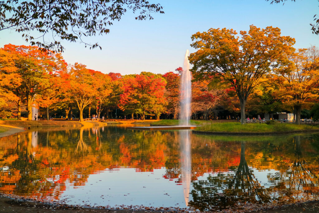 Yoyogi Park Autumn Foliage Tokyo