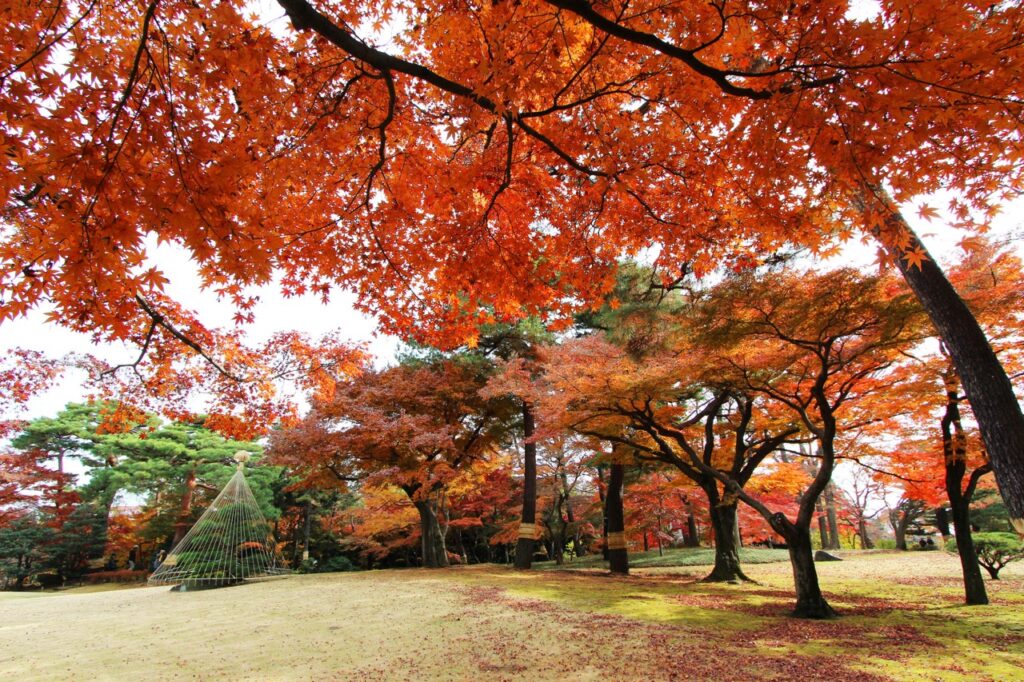 Autumn Foliage Tokyo Tonogayato Teien Gardens